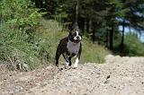 BOSTON TERRIER 021